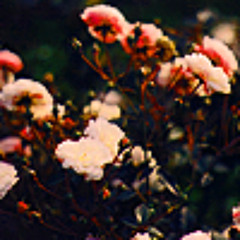 05. Sandome no sakura