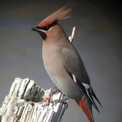 Waxwing - Wild Journeys