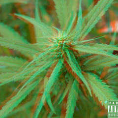Cannabis Sativa - feat. Reez Da Queenskid(Prod. MF DOOM)