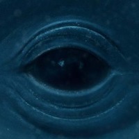 Frank Ocean - Blue Whale