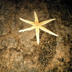 ( AY ) D'Bagindas b'b D3nny Mix - •Mr.Wisesa•βeatMIX™ || FREE DOWNLOAD