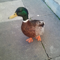 Super beef gangnam mx