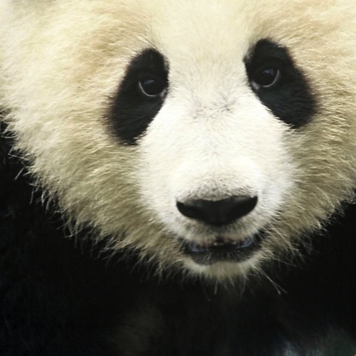 Stream Giant Panda Cub Call For Endangered Animals Awareness by Pro ...