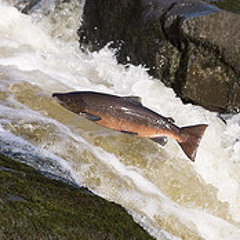 Salmon/ Wild Journeys