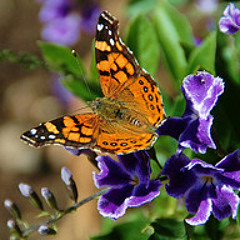 Butterflys -  Wild Journeys