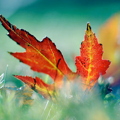 Koen Jenzen - September 2012 Into Fall Podcast