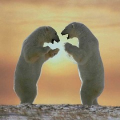 Bear Fight - Central Set 9.22