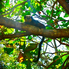 Beatmokransa (Dimokransa remix)