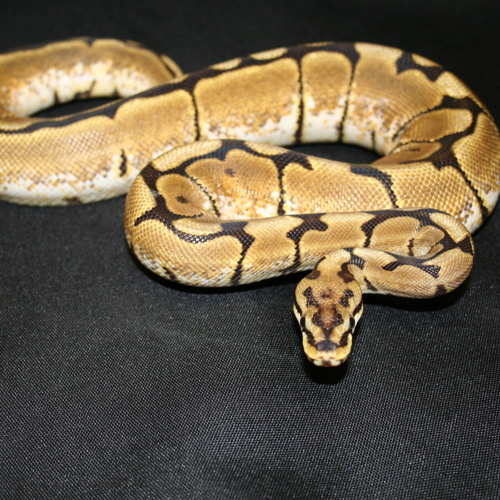D2 - PYTHON