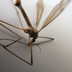 Gunthor & Melkor Presents:- Daddy Long Legs