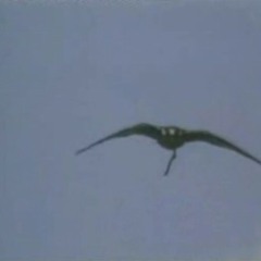 This Is Not America (This Is Berlin Mix)