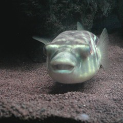 Electrum Phantasma - Happy Island