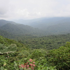 Green Mountain Dub *Original Mix*