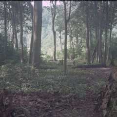 Momboli playing mbyo (flute) in the distance, Central African Republic