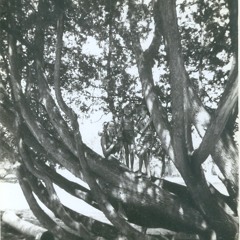 JUNGLE