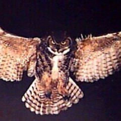 Flying high (Recorded live with Kev Smith)