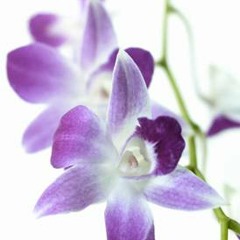 KASH - Techno tribute - 29 september 2012