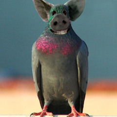 The Pigeon Song