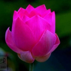 اسمي زهرة - منه أبو خليفة