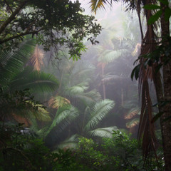 Vania HasH - Rainy Forest