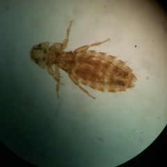 Dante Algorithmo //Preview