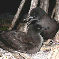 Wedge-tailed Shearwater Ardenna pacifica