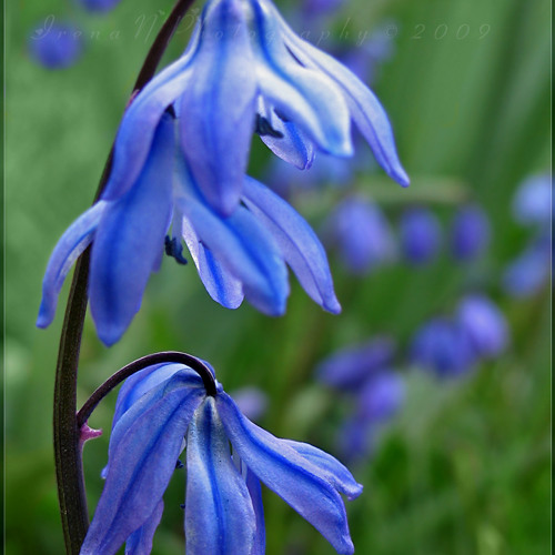 مرسيل خليفه - يا نسيم الريح