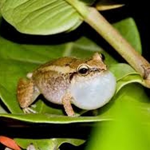Barbados Whistling Frog