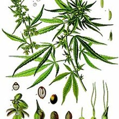 La Golden Acapulco - La Fineza Dab