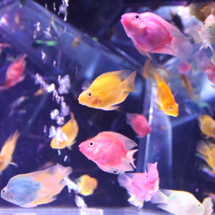 同じ色に消える 2012.10.4 [vocal]