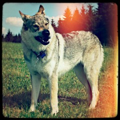 Rauni - zkouska siren