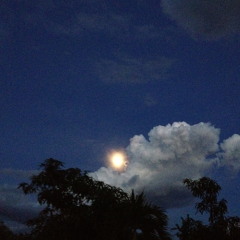 เวียงลม