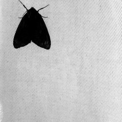 Alwin IRB - Christian Der Nachtfalter (Hombre Ombre Remix) [Black Forest Recordings]
