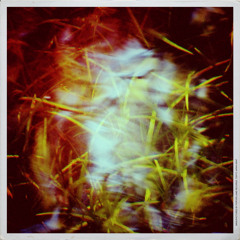 Willingly (featuring poetry by Sarah Maria Raun)