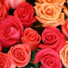 The Roses (Choose the Noses)