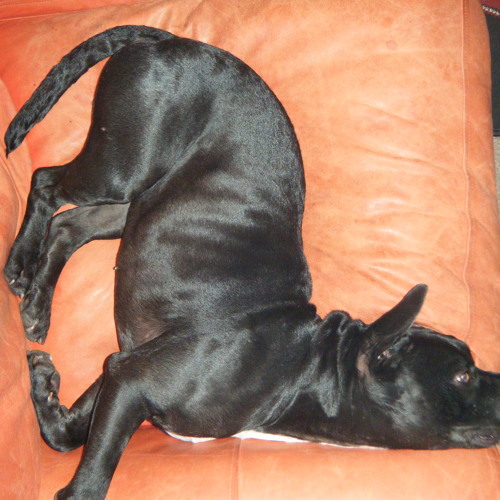 God Damn Dog Rap Song By Adam Lee Perez