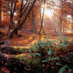 Norwegian Wood