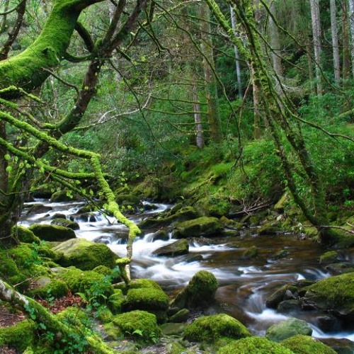 Kiara Miller - Forest