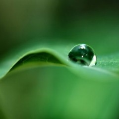 La source-Alphonse Hasselmans