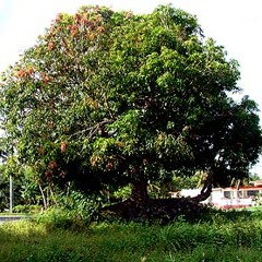 Mango Tree - Angus and Julia Stone Cover