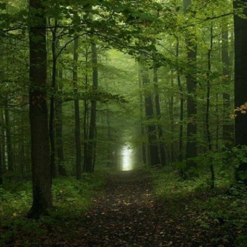 NKV -  Perdu Dans La Montagne Noire