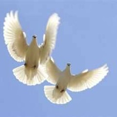 D.Fowler - Kick Back