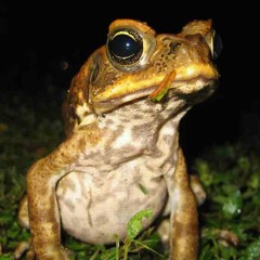 Fuck Dust - musick for film 2004