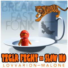 tiger fight in slow mo