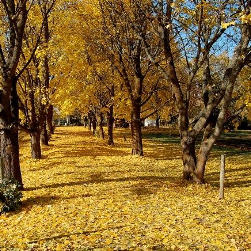 Chris Botti - Yellow Leaves