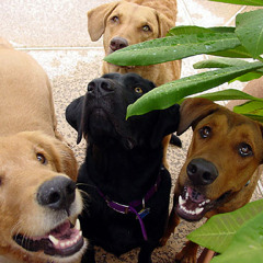 Beat. Dogs (Trae - Young Joc - in The Hood acapella) Beatmaker By B!g.T -