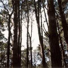 Pensamiento de caracol