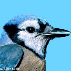 Kill all the blue jays you want.