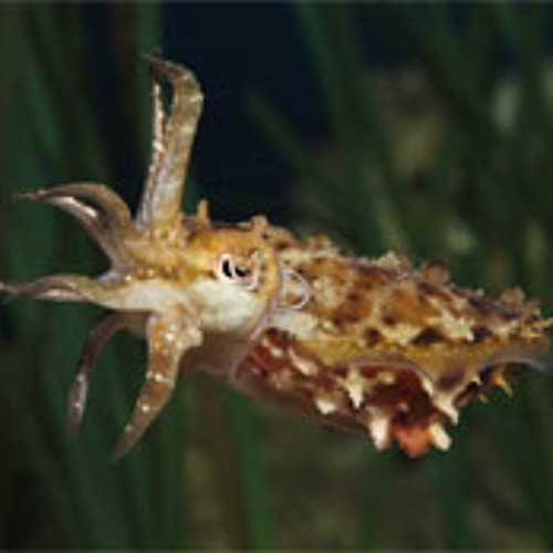 Dress to impress: How the cool cuttlefish uses its color-changing skills to attract a mate.