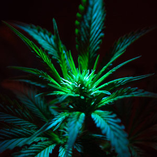 REBELUTION  "SO HIGH"  (STAVO'S STICKY DUB RE-RUB) PLEASE COMMENT!!